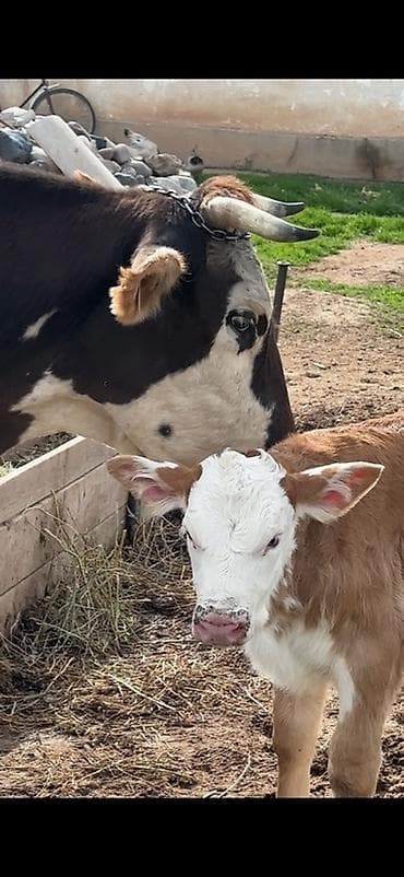 конь ат: Продаю | Тёлка | Полукровка | Для разведения | После отела — 3