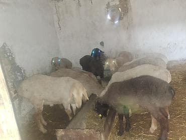 А/ч жаныбарларын сатам: Сатам | Кочкор (эркек) | Союуга | Асыл тукумдуу — 4