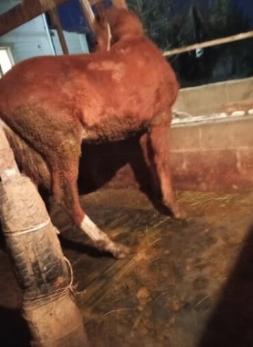 возьму собаку в добрые руки: Продаю | Жеребенок | Для разведения — 1