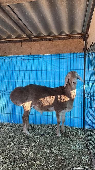 британская кошка цена бишкек: Продаю | Баран (самец) | Для разведения | Племенные — 1