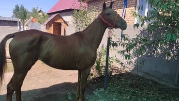 продаю охотничий собаку дратхар: Продаю | Конь (самец) | Полукровка — 1