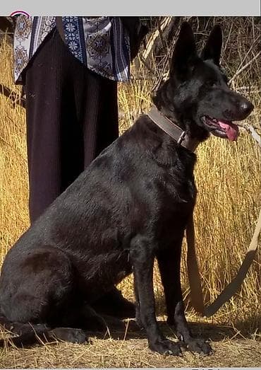 Продается Черная немецкая овчарка, девочка 5 лет, дважды рожала