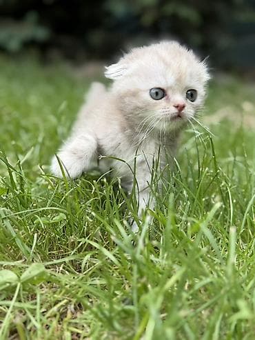 ангора кошка купить: Шотландские вислоухие котята - Порода: Scottish Fold (вислоухие) - — 5