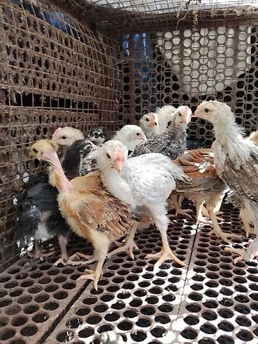 бенгальская домашняя кошка: Продаю | Цыплята | Для разведения — 3