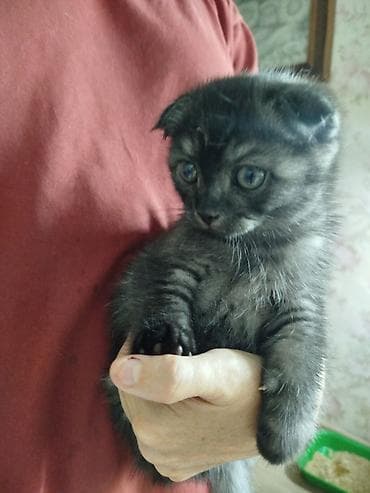 вислоухий кошка: Скотиш Фолд (Шотландская вислоухая), 2 месяца, Мальчик, Приучена к лотку — 2