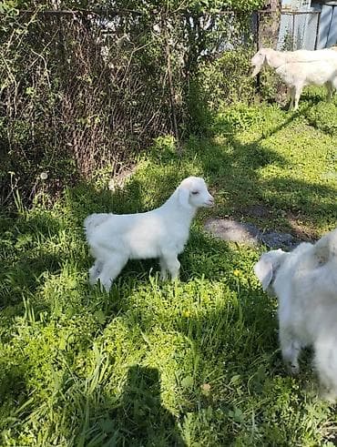 70 сом: Сатам | Улак | Заанен | Көбөйтүү үчүн | Асыл тукумдуу — 1