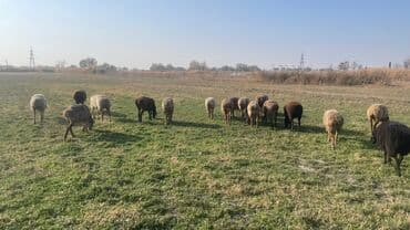 продам козу дойную: Продаю | Овца (самка) | Для разведения | Матка — 3