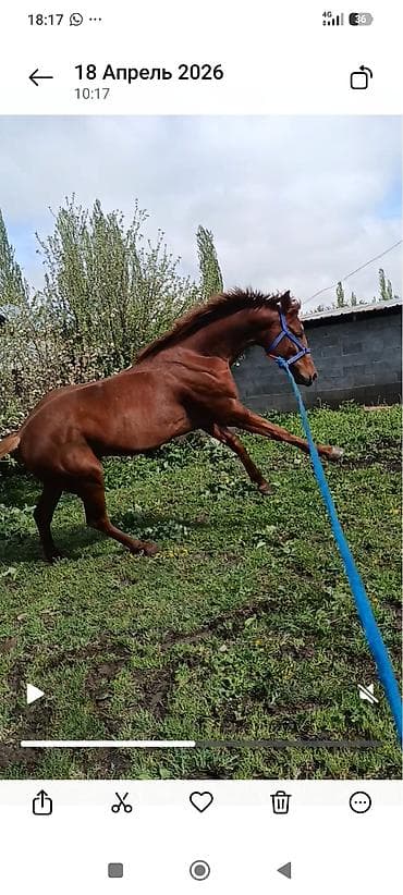 арабский конь: Продаю | Жеребец | Конный спорт — 4