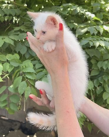 кошка котёнок: Кошка даром: Беспородная, 3 месяца, Мальчик, Приучена к лотку, Проглистована — 6