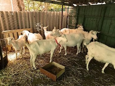 кой козу беловодский: Продаю | Коза (самка) | Для разведения | Племенные, Котные — 1