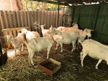 продаю в связи с переездом: Сатам | Эчки (ургаачы) — 19