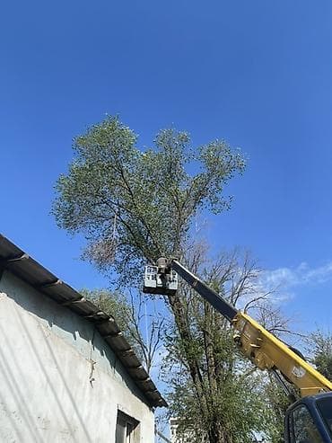 страховая: От 10.000 сомов (Обрезка и спил деревьев любой сложности Обрезка и — 3