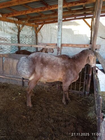 отдам в добрые руки собаку: Продаю | Баран (самец) | Арашан | Для разведения | Осеменитель — 11