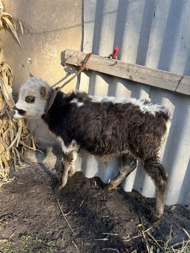 шароле бык: Продаю | Бык (самец), Музоо, торпок — 2