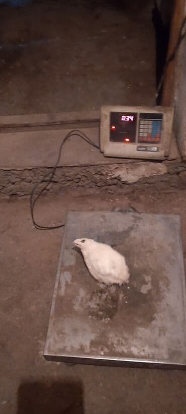 домик для кролика: Перепелка от суточных до несушек вывод каждые 3дня маточное поголовье — 3