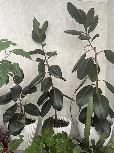 Фикус эластика (Ficus elastica, каучуконосный) — крупные
