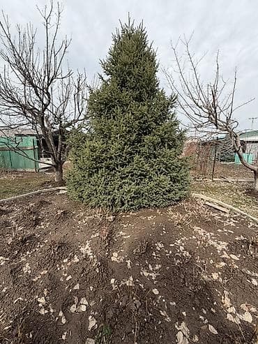 продаю жер тошок: Срочно, в связи со стройкой продаем ели! Ель голубая (Picea pungens — 4