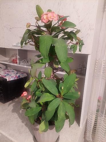 купить пальму: Продаю комнатный цветок молочай 1000с г Каракол — 2