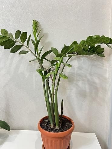 Алоэ: Замиокулькас /Доллар Идеален для офиса и дома: неприхотлив, устойчив — 5