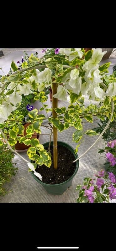 клематис бал цветов купить: Бугенвиллия в горшке (разные окраски прицветников) - Вид — 11