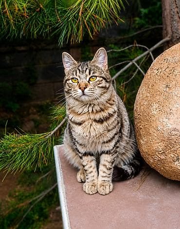 красивые кошки: 10 месяцев, Мальчик, Кастрирована — 1