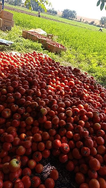 Азык-түлүктөр: Помидорлор Кызыл, Дүңүнөн — 1