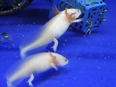 купить аксолотль: Аксолотли (Ambystoma mexicanum), ручные морфы: - Альбино/люцистик — 5