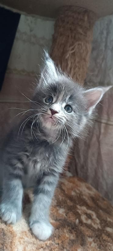 кошк: Мейн-Куны!!!🥰🥰🥰 Продаются Чистокровные,Шикарные котята! Отличная — 1