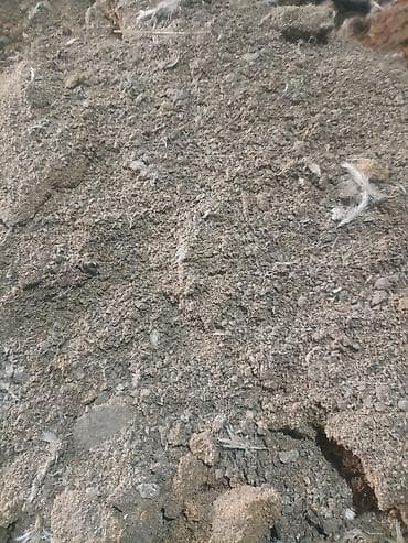 навоз свежий: Куриный помёт. чистый. рыхлый. почти сухой. Осенью свежий или — 1