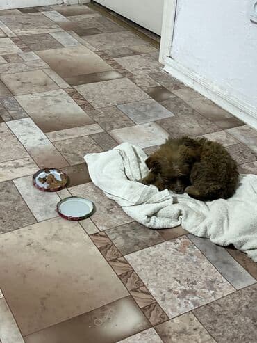 щенок французский бульдог: Щенки метисы Нашел коробку с щенками на помойке, каждый из них ищут — 2