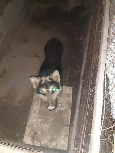 овчарка: Собака даром: Восточноевропейская овчарка, 1 год, Самец, С прививкой — 1