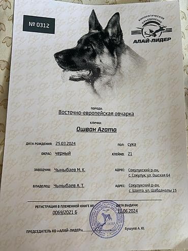 Чыгыш Европа овчаркасы, 2 жаш, Ургаачы, Эмделген, Ит тегин тастыктоочу документ lalafo.kg да Чыгыш Европа овчаркасы, 2 жаш, Ургаачы, Эмделген, Ит тегин тастыктоочу документ