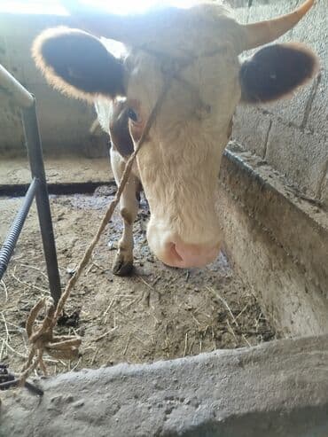 карова дойных: Продаю | Корова (самка) | Полукровка — 4