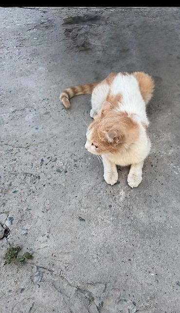 ph down: Кошка даром: Беспородная, Девочка, Приучена к лотку — 1