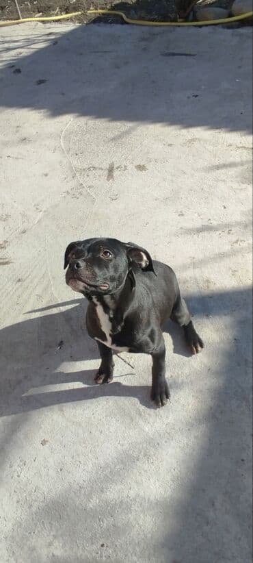 немецкий овчарка цена: Питбуль, 4 месяца, Самка, С прививкой — 4