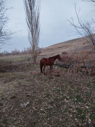Грызуны: Продаю | Кобыла (самка) | Рабочий — 2