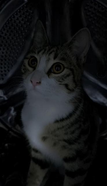 Отдаём в добрые руки кошку. Ей один год, к лотку приучена. Кушает