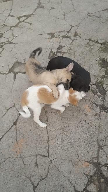 куда можно отдать собаку в бишкеке: Отдам даром щенят.Рыжая девочка и два мальчика.На половину — 2