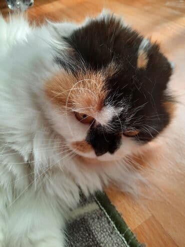 Более 5 лет, Девочка