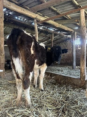 щенки крупных пород в дар: Продаю | Музоо, торпок | На откорм — 2