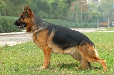 Немецкая овчарка, 2 месяца, Самец, С прививкой — 7