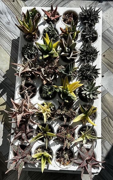 Текстиль: Продаю суккуленты: эхеверии, седумы, крассулы, эониумы алоэ — 5