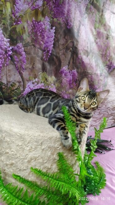 новорожденные котята: Бенгальские Детки .проф питомник Бен Гла Мур. предлагает Девочек и — 4