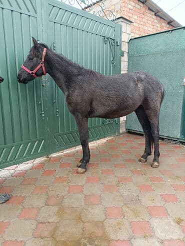 собака доберман сколько стоит: Продаю | Жеребенок | Конный спорт — 1