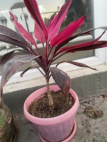 кавер продаю: Комнатные и балконные растения в горшках - Пеларгония (герань — 3