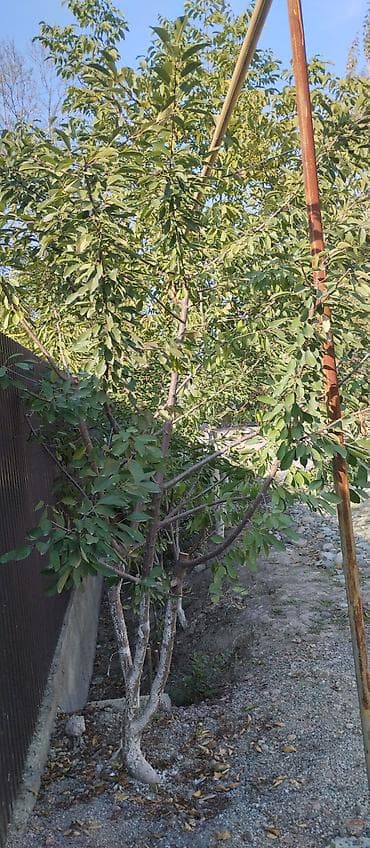 грецкий орех: Саженец/дерево грецкого ореха (Juglans regia). - Многоствольное — 1