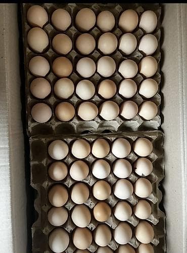 яйца инкубатор: Яйца куриные оптом. Поставки напрямую с фермы город Тараз Казахстан — 3