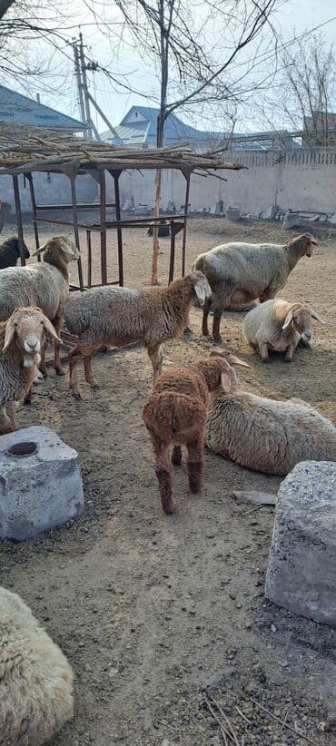 уй ургачы: Сатам | Ургаачы кой (ургаачы) | Арашан | Көбөйтүү үчүн | Жасалма жол менен боозутуу, Ургаачы — 9