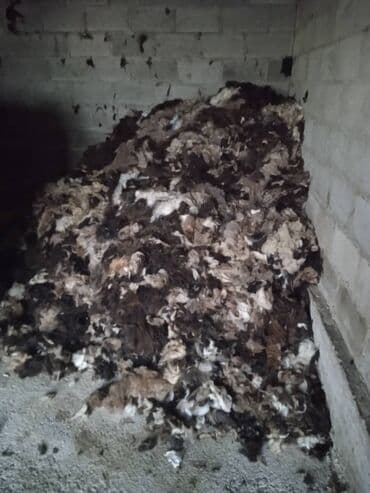 Эчки тери алабыз (оптом и в розницу) 
звонит на номер