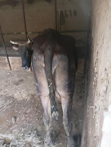 швец карова: Продаю | Корова (самка) | Швицкая | Для молока | Привязанные — 4